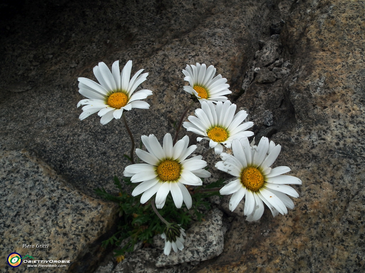 73 Margherite d'Alpe (Aster bellidiastrum).JPG